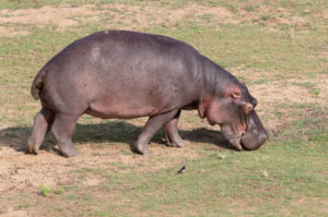 Hippopotamus (Hippopotamus amphibius), adult grazing in a pasture, Mpumalanga, South Africa Hippopotamus (Hippopotamus amphibius), adult grazing in a pasture, Mpumalanga, South Africa
